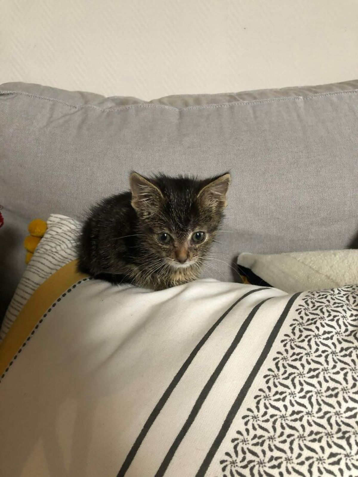 tabby kitten sitting on top of a white black and yellow patterned cushion