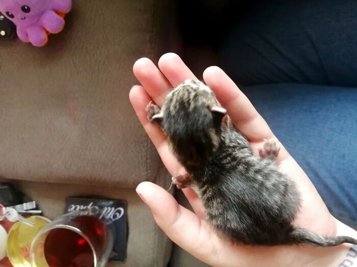 tabby newborn kitten being held on someone's hand