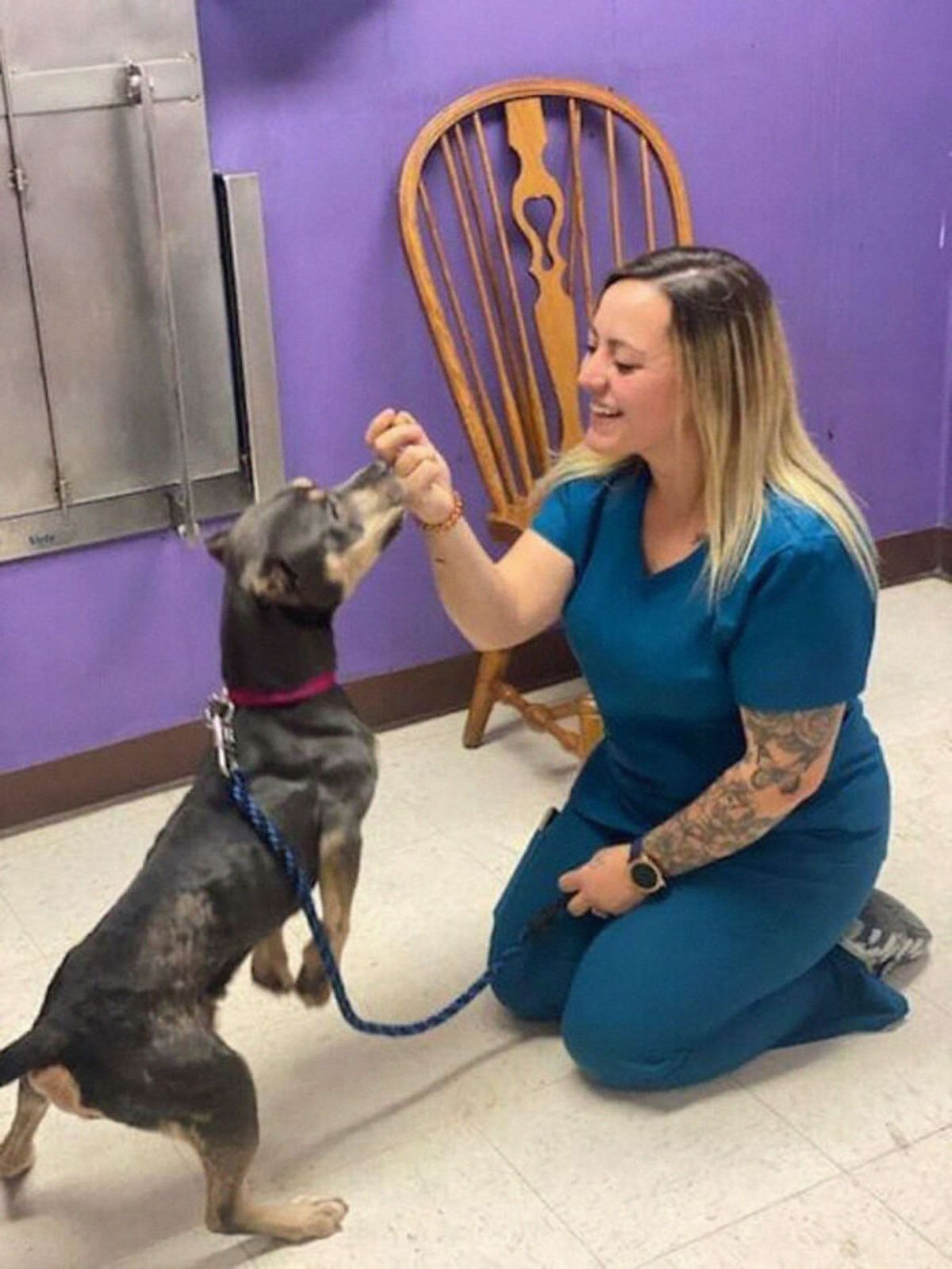 thin brown pitbull in front of a woman in blue scrubs