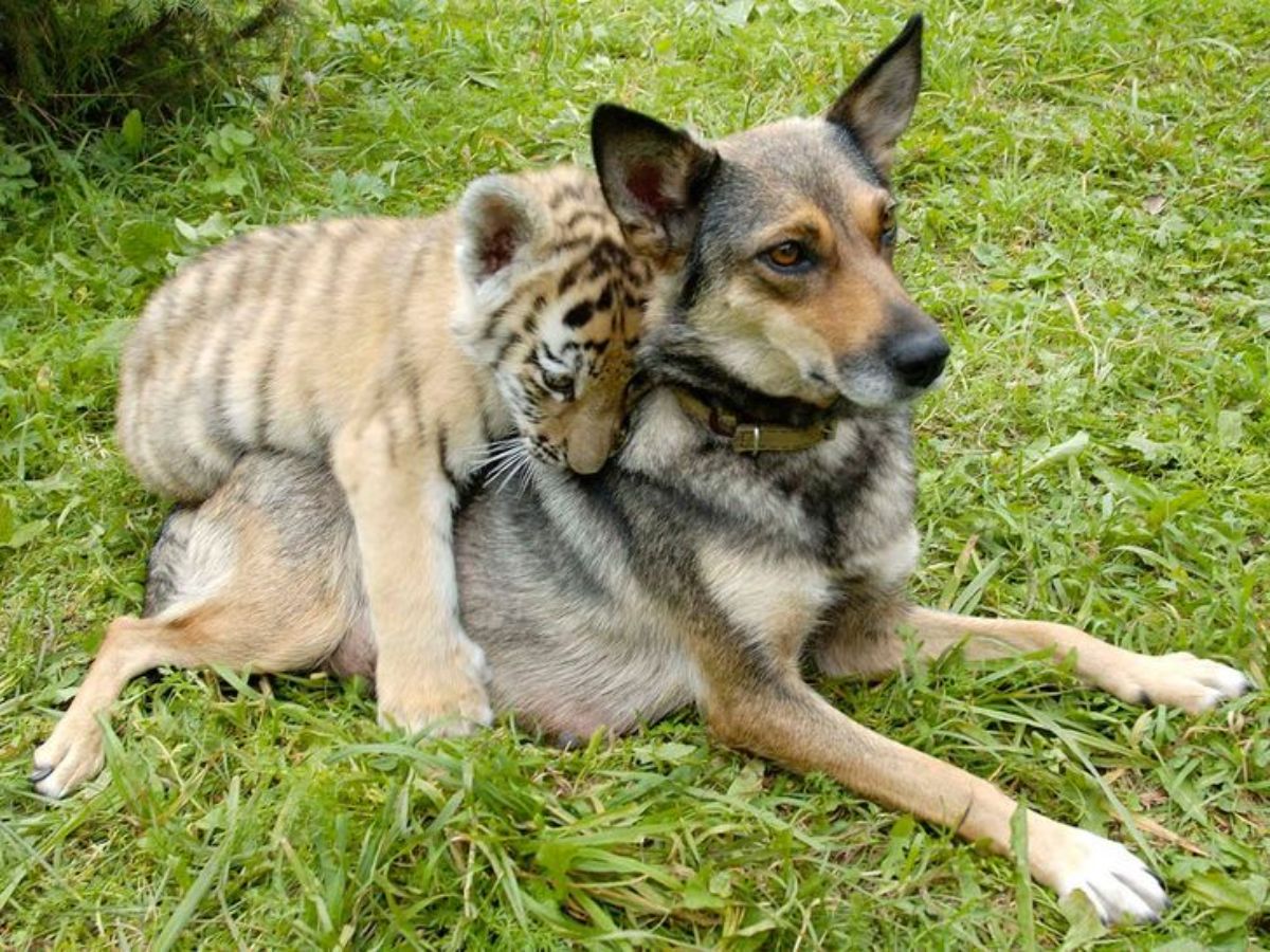 tiger cub on top of a brown black and white dog laying on grass