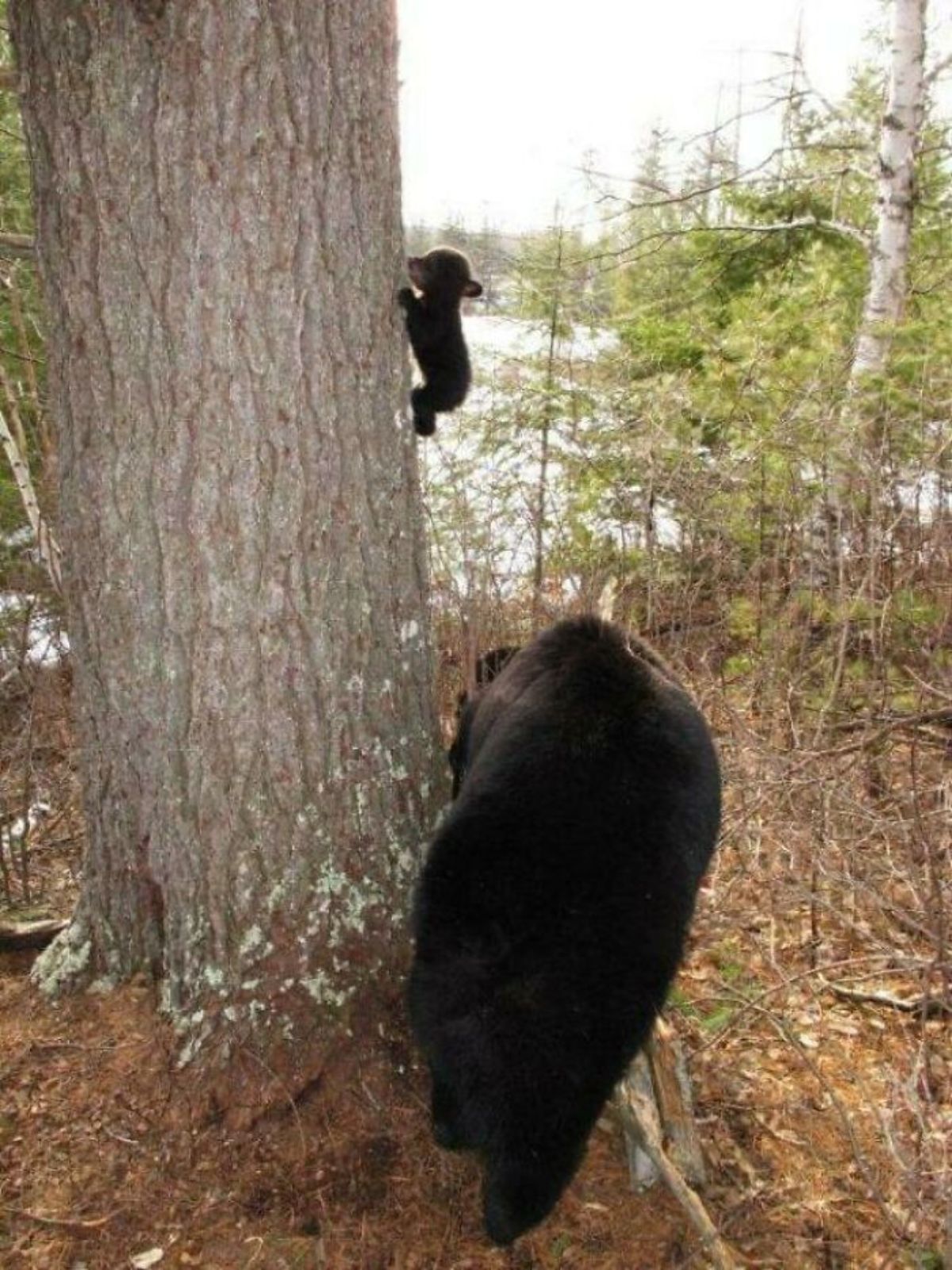 tiny brown bear cub climbing a tree while the mother bear is at the bottom of the tree
