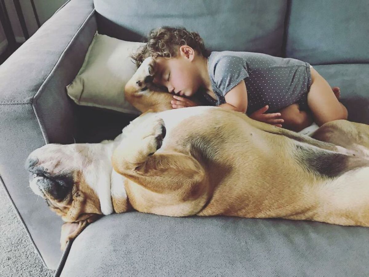 toddler and brown and white bulldog sleeping on a grey couch