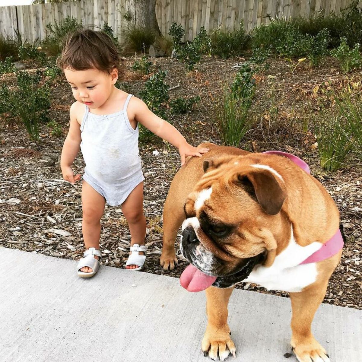 toddler standing next to a brown and white bulldog