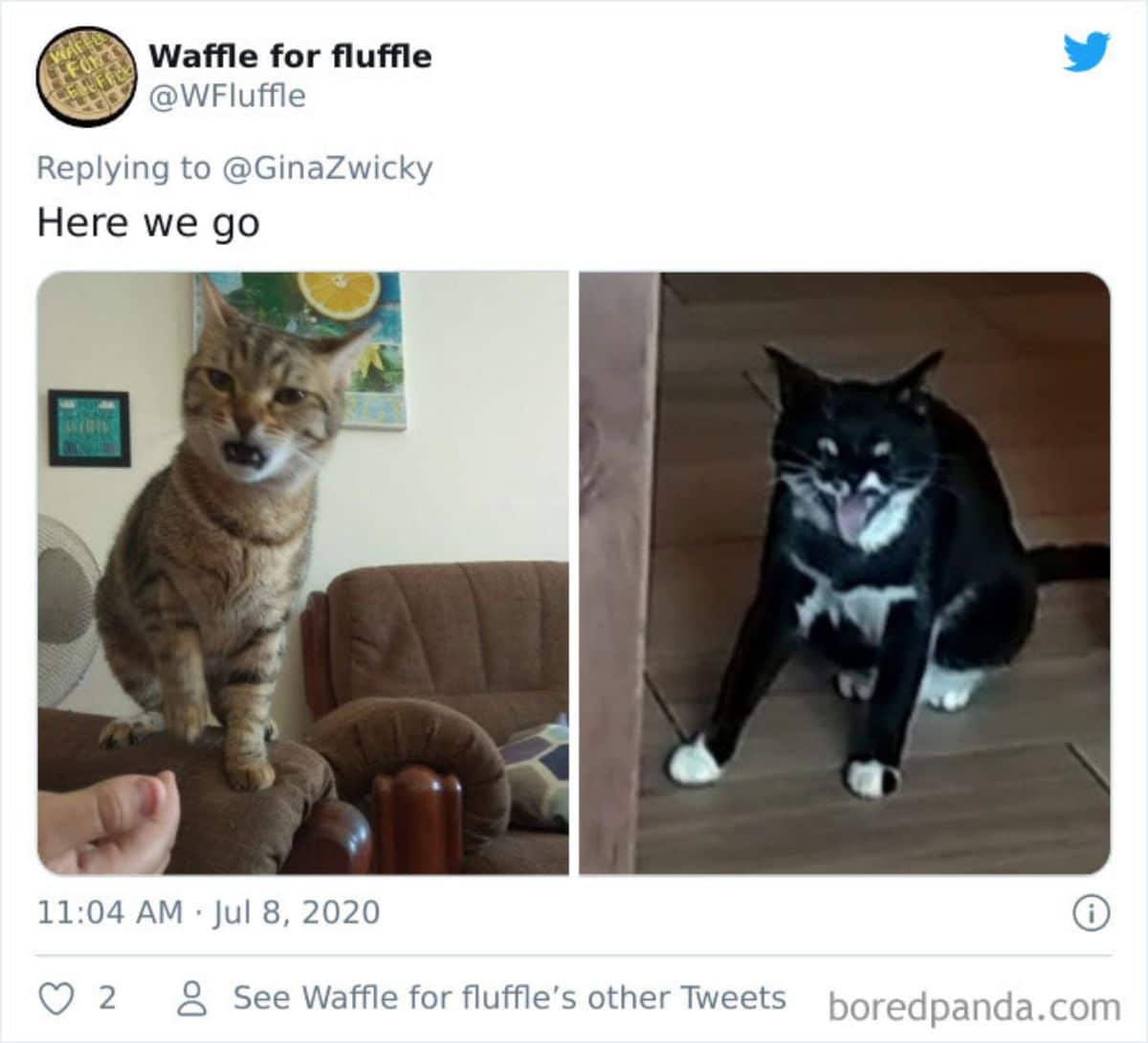 tweet of a a brown tabby cat and black and white cat with their mouths open in disgust