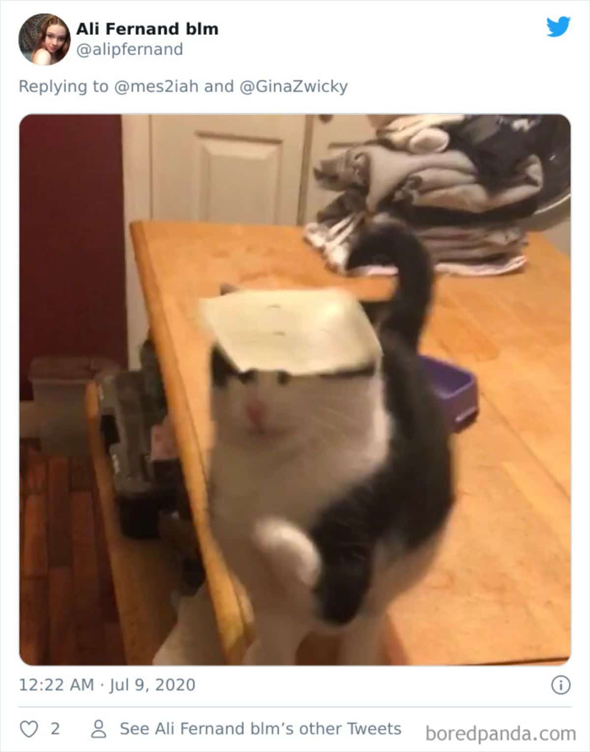 tweet of a black and white cat standing on a wooden table with a white flat thing on its head