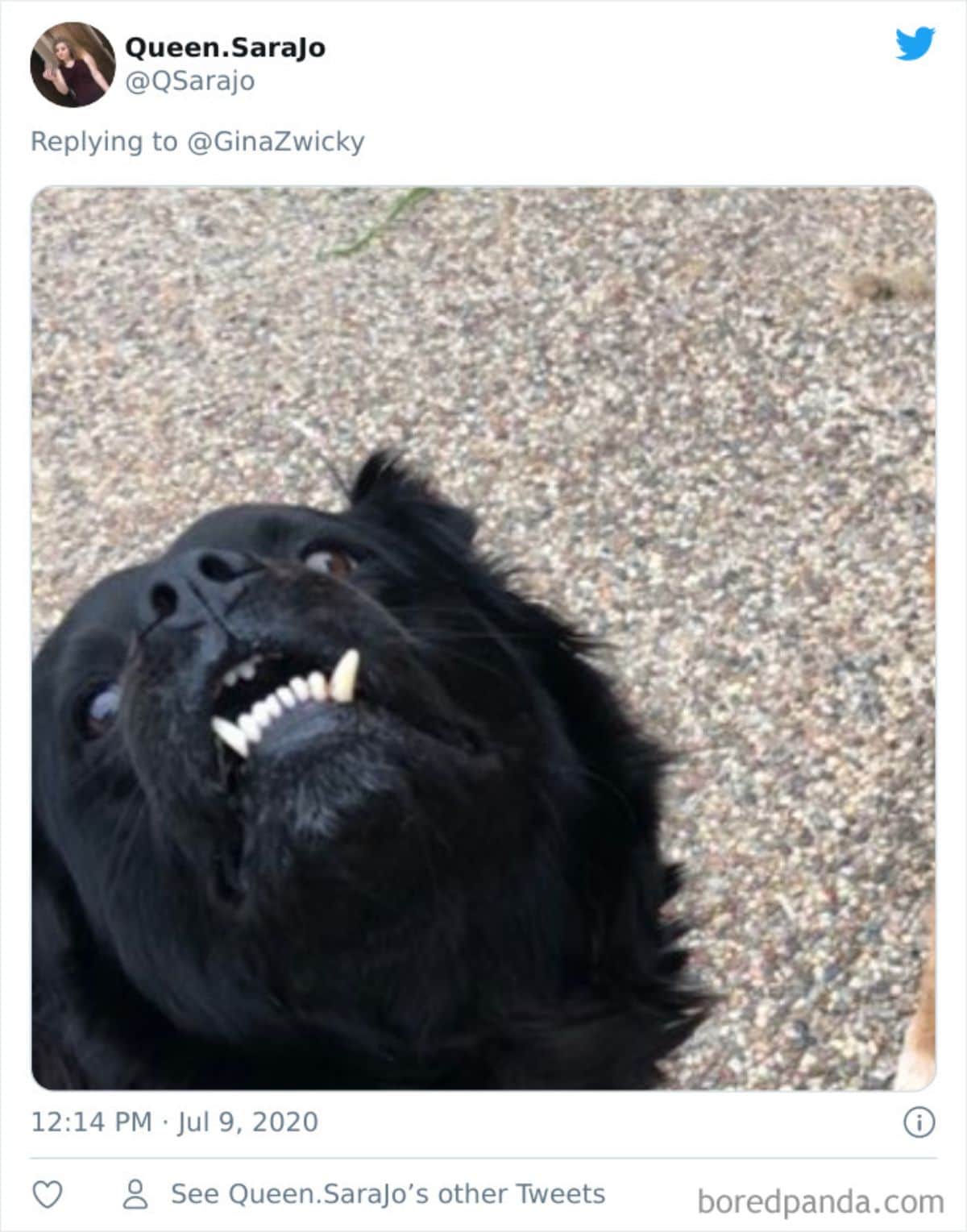 tweet of a black dog looking up with the bottom row of teeth showing