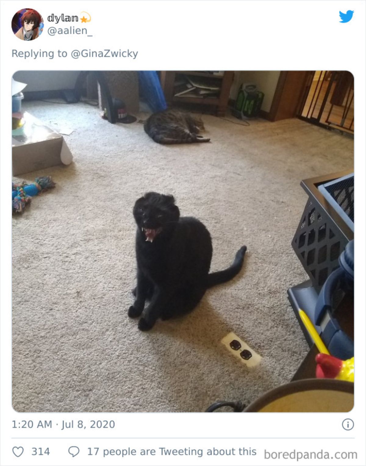 tweet of a black dog yawning with teeth showing sitting on a brown carpet with a grey tabby sleeping behind it