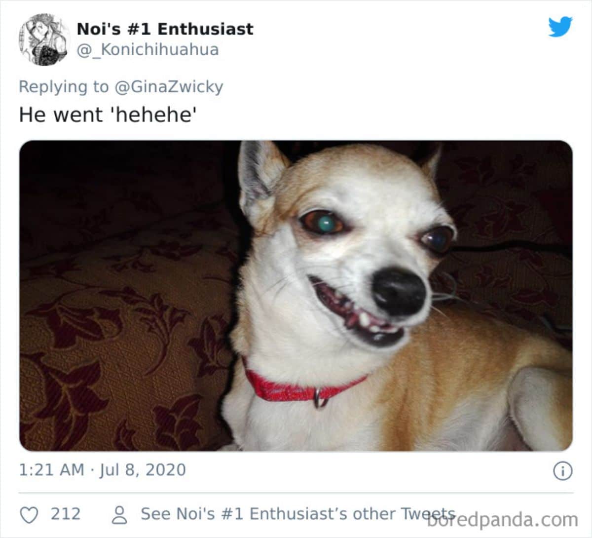 tweet of a brown and white dog looking at the camera with its mouth open and teeth showing