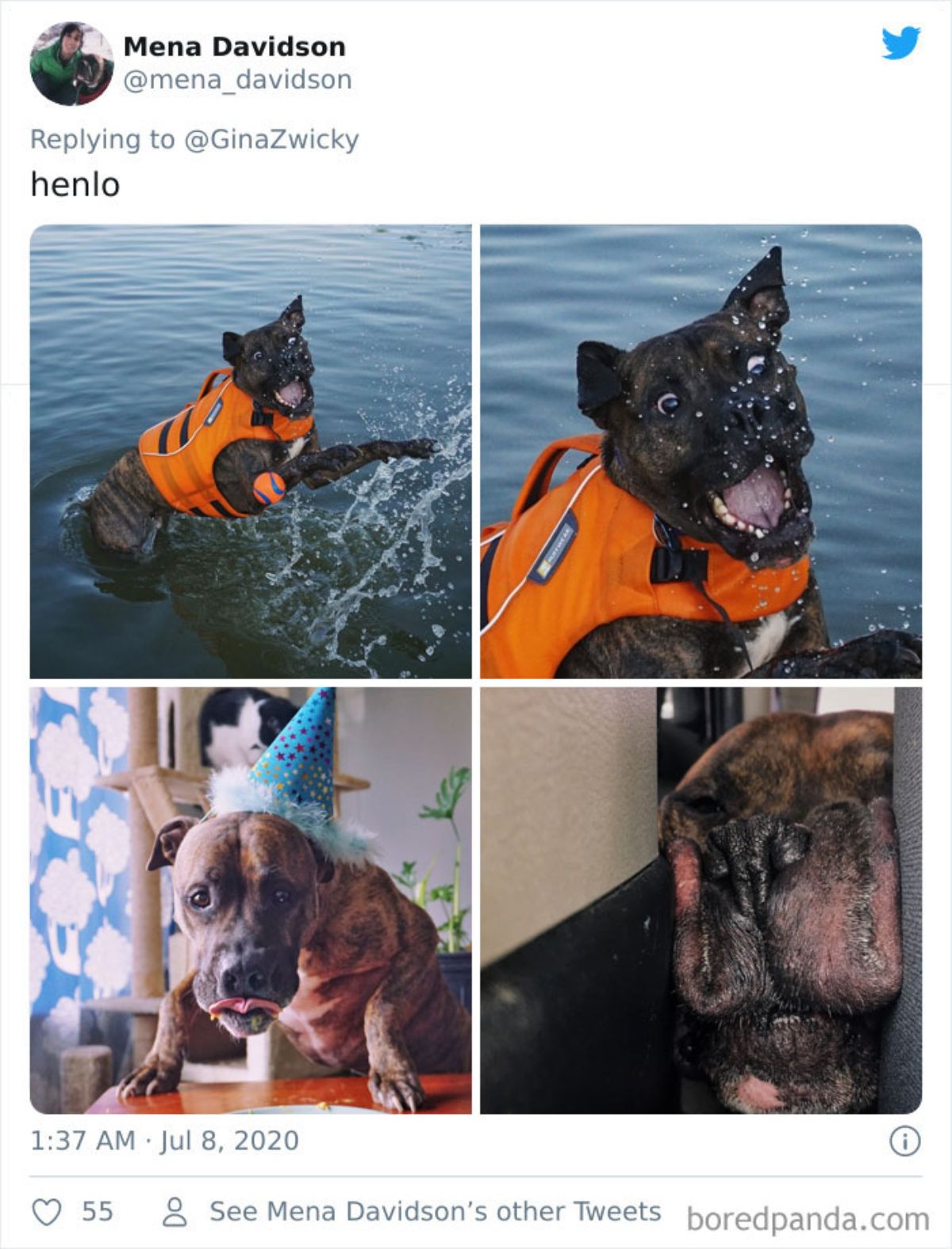 tweet of a set of 4 photos with 2 photos of a black dog in water wearing an orange life vest and 2 photos of a brown dog