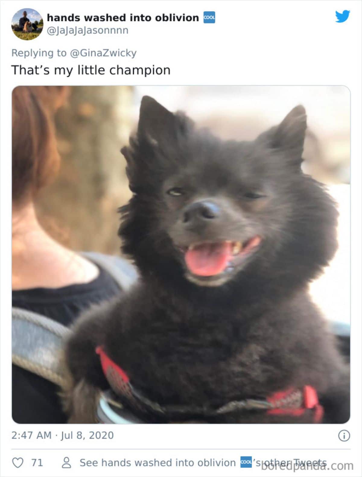 tweet of a small black flufyf dog held by someone and the dog has its mouth open and showing its tongue