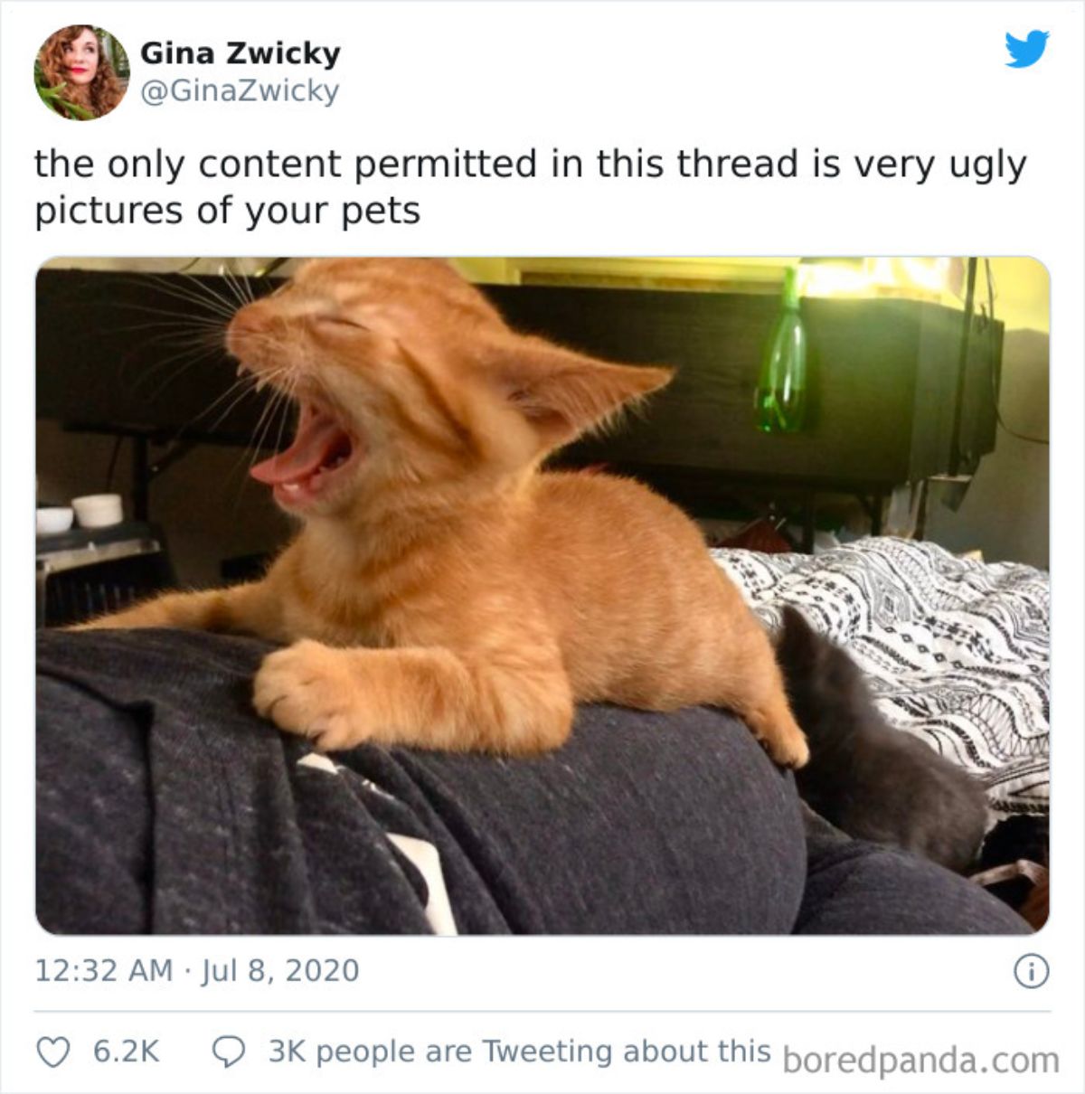 tweet of an orange kitten laying on someone