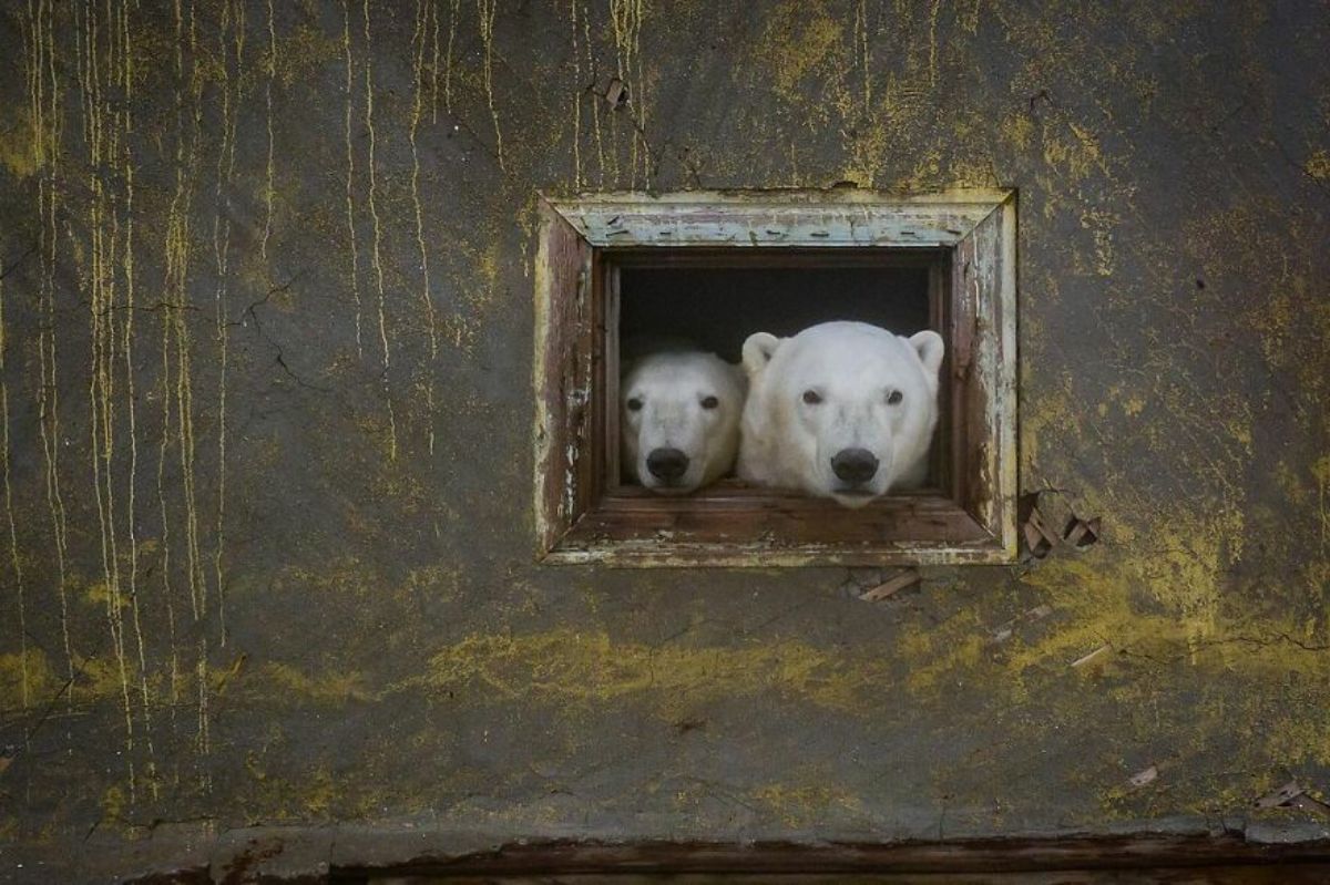two polar bears looking out a window