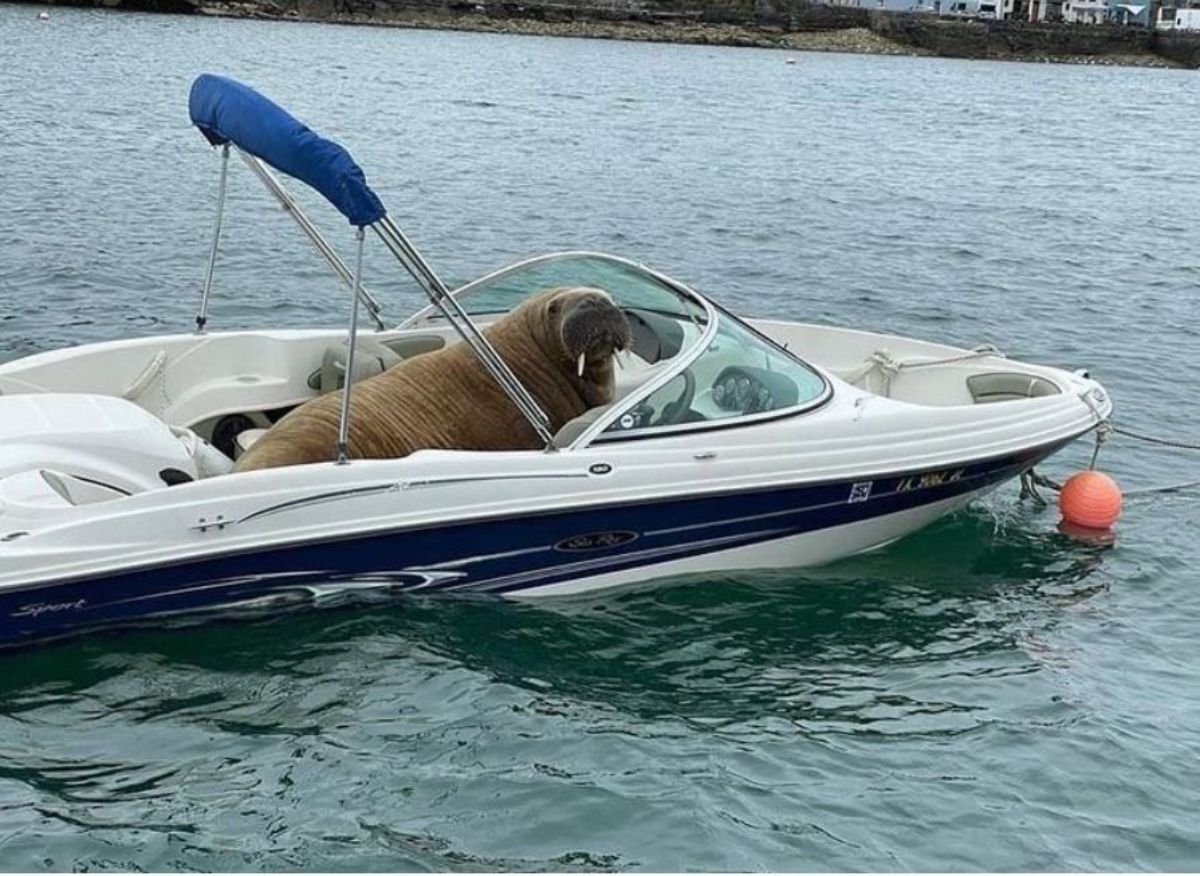 walrus in a white boat