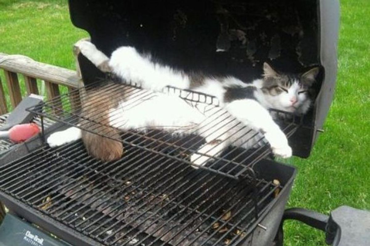 white and grey tabby cat sleeping in a grill