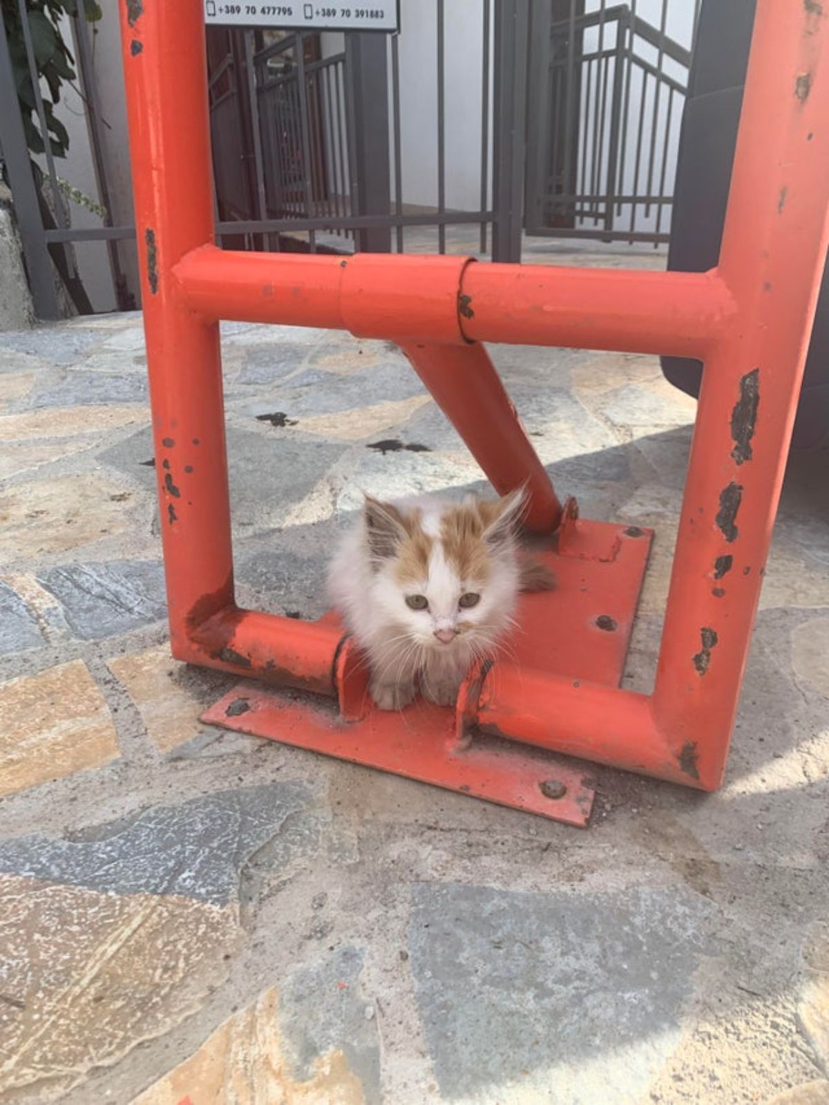 white and orange fluffy kitten sitting on an orange metal pipe