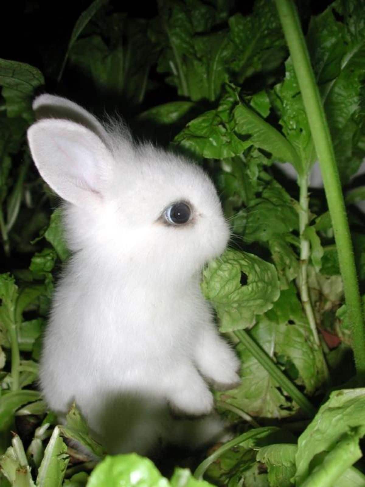 white baby rabbit standing on hind legs in the middle of some plants