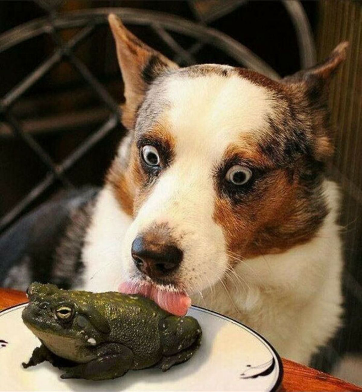 white black and brown australian shepherd licking a toad on a white plate