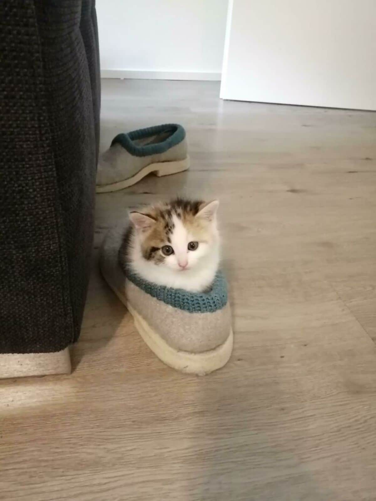 white black and orange kitten sitting on a grey and green shoe