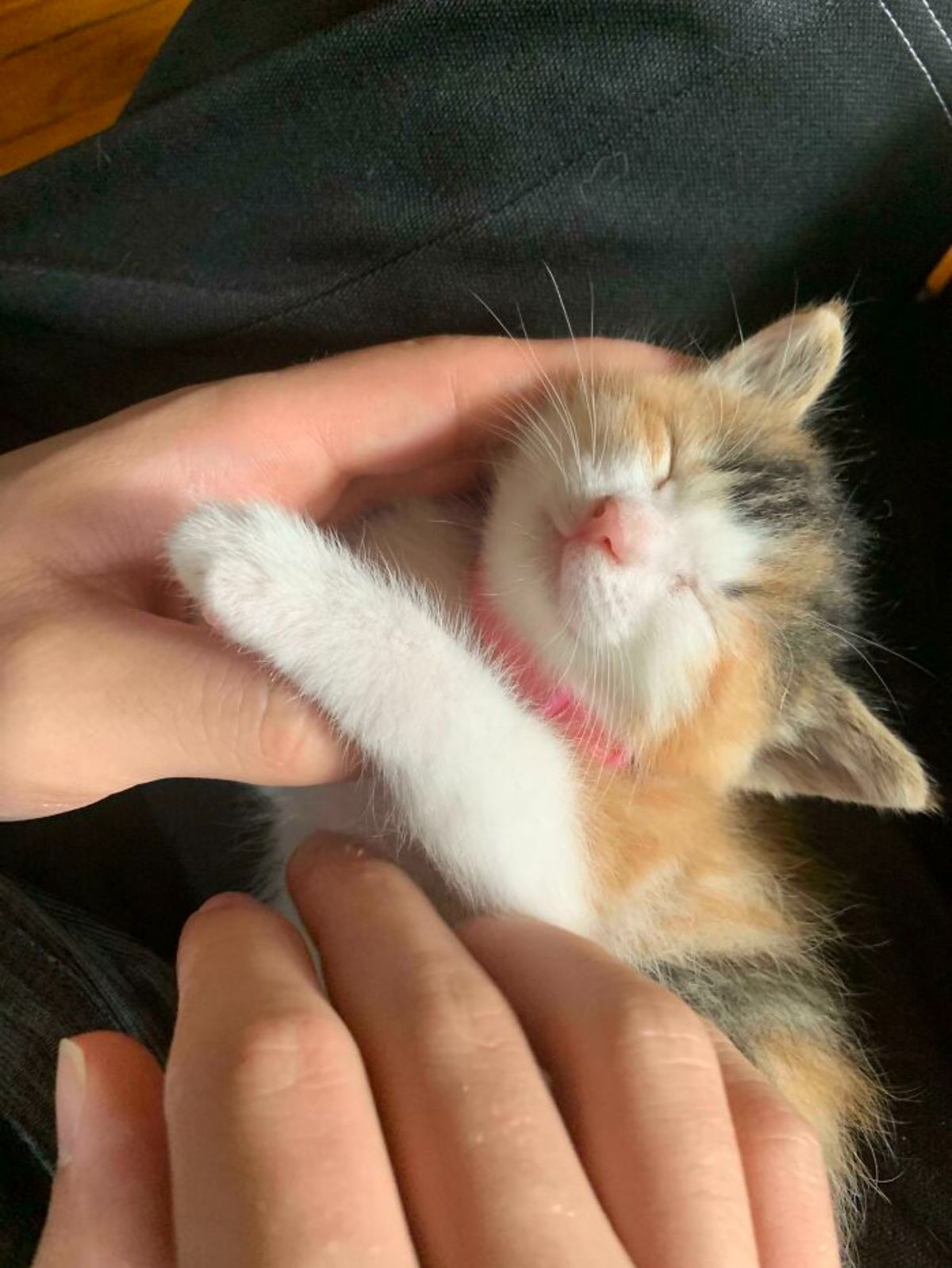 white black and orange kitten wearing a pink collar being petted