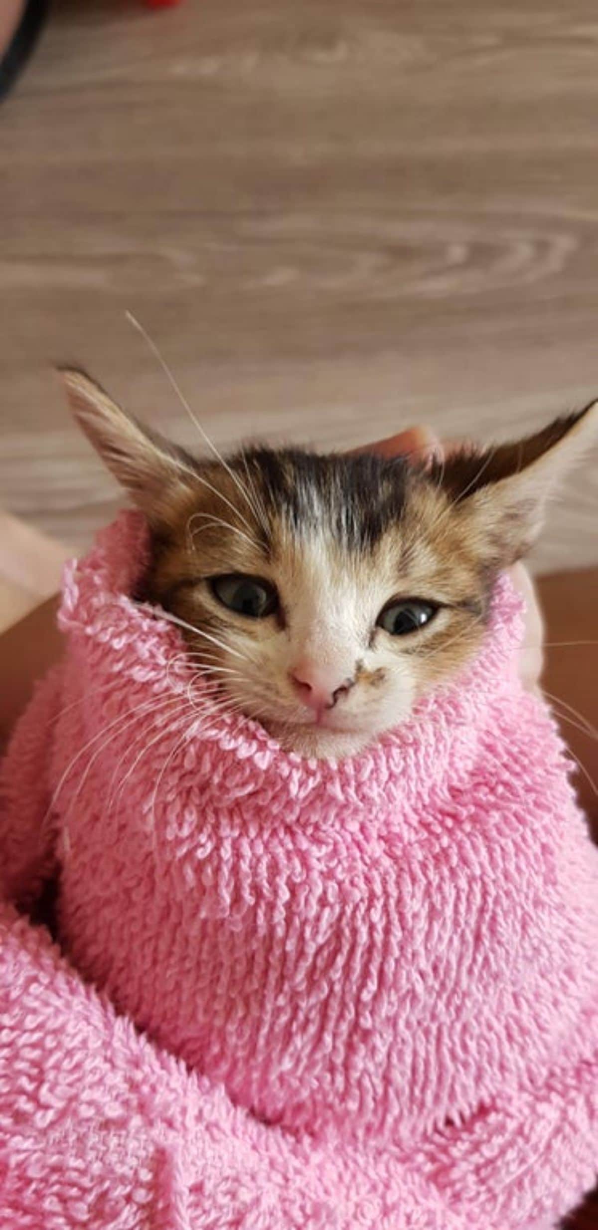 white black and orange tabby wrapped up in a pink fluffy blanket