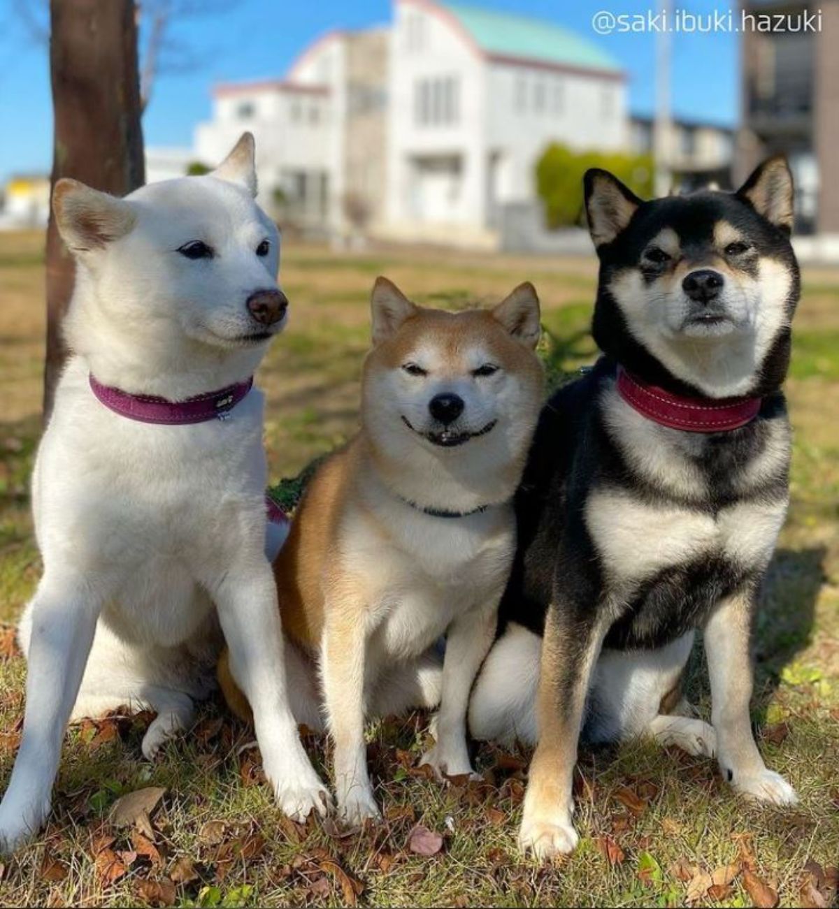 white brown and black shiba inus sitting on grass in a row
