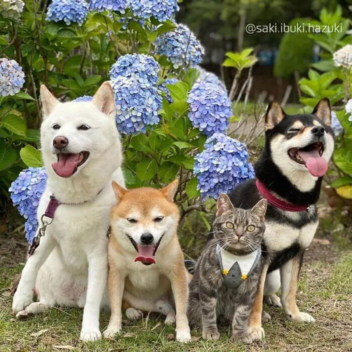 white brown and black shiba inus sitting on grass with a grey tabby between them