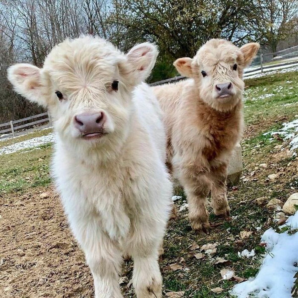 white calf and a brown calf standing together