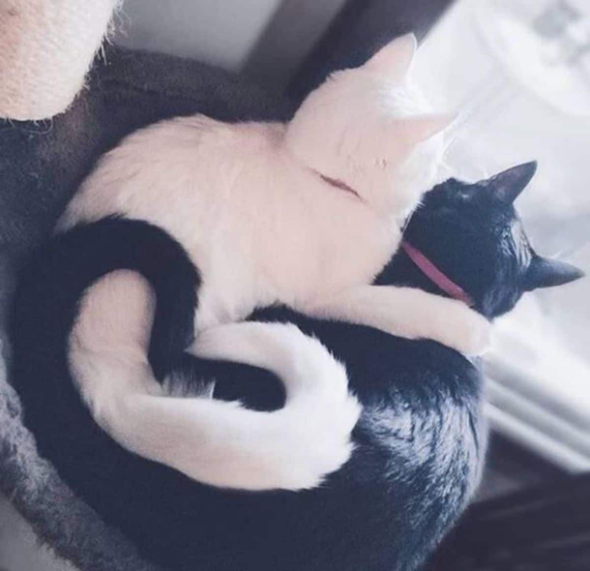white cat and black cat laying on a blanket and cuddling with each other