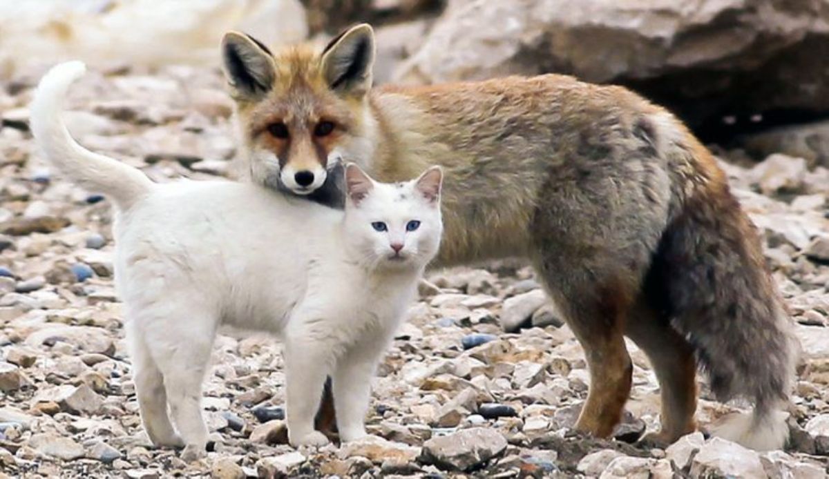 white cat and brown fox standing together on rocks