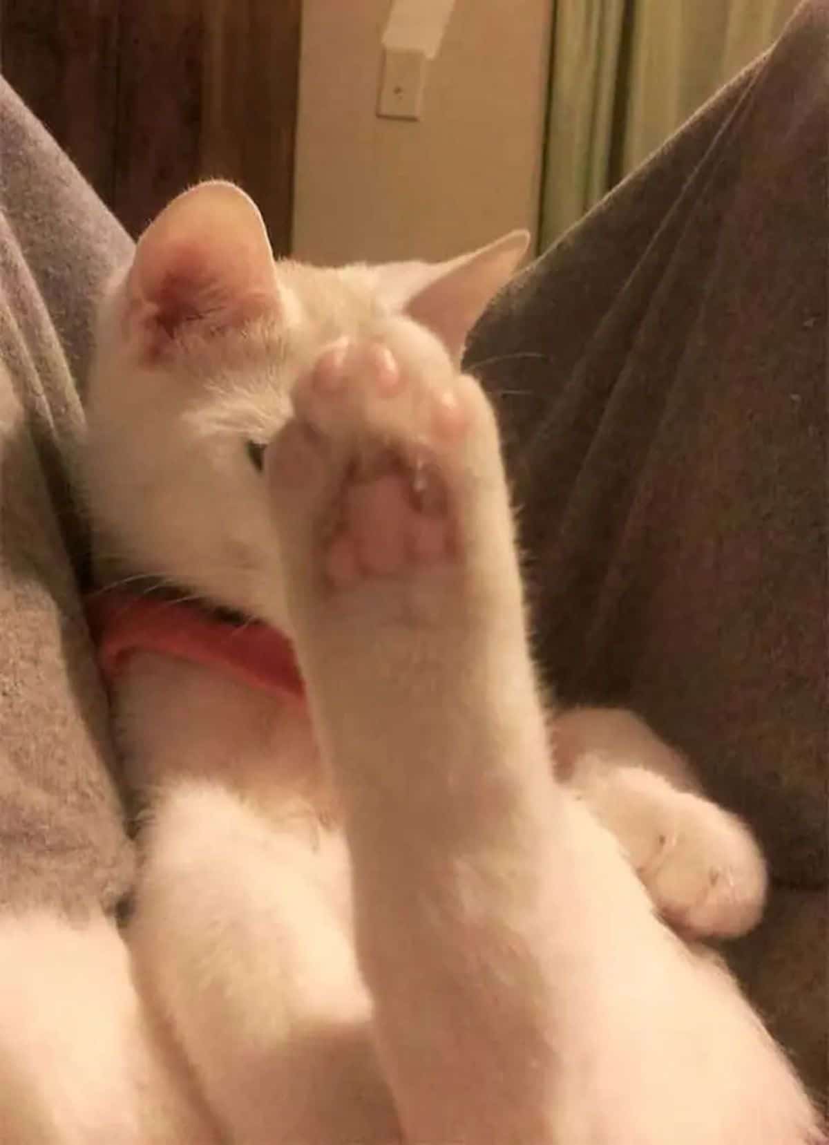 white cat sitting on a brown blanket with a foot blocking the view of the face with pink toe beans showing
