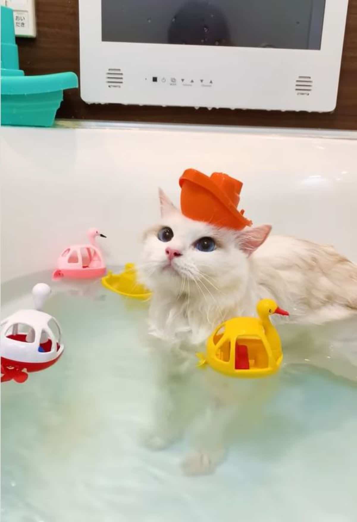 white cat with a plastic red boat on its head and surrounded by other bird boat plastic toys