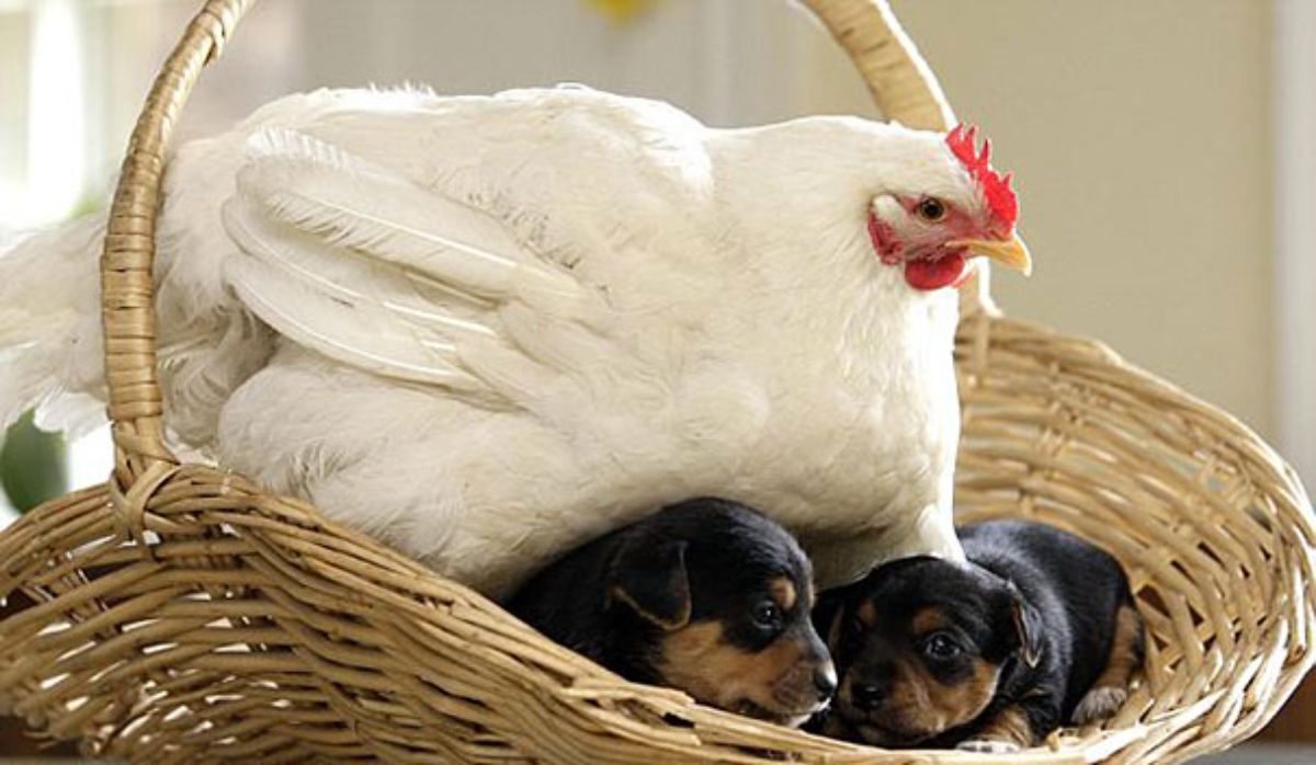 white chicken with 2 black and brown puppies