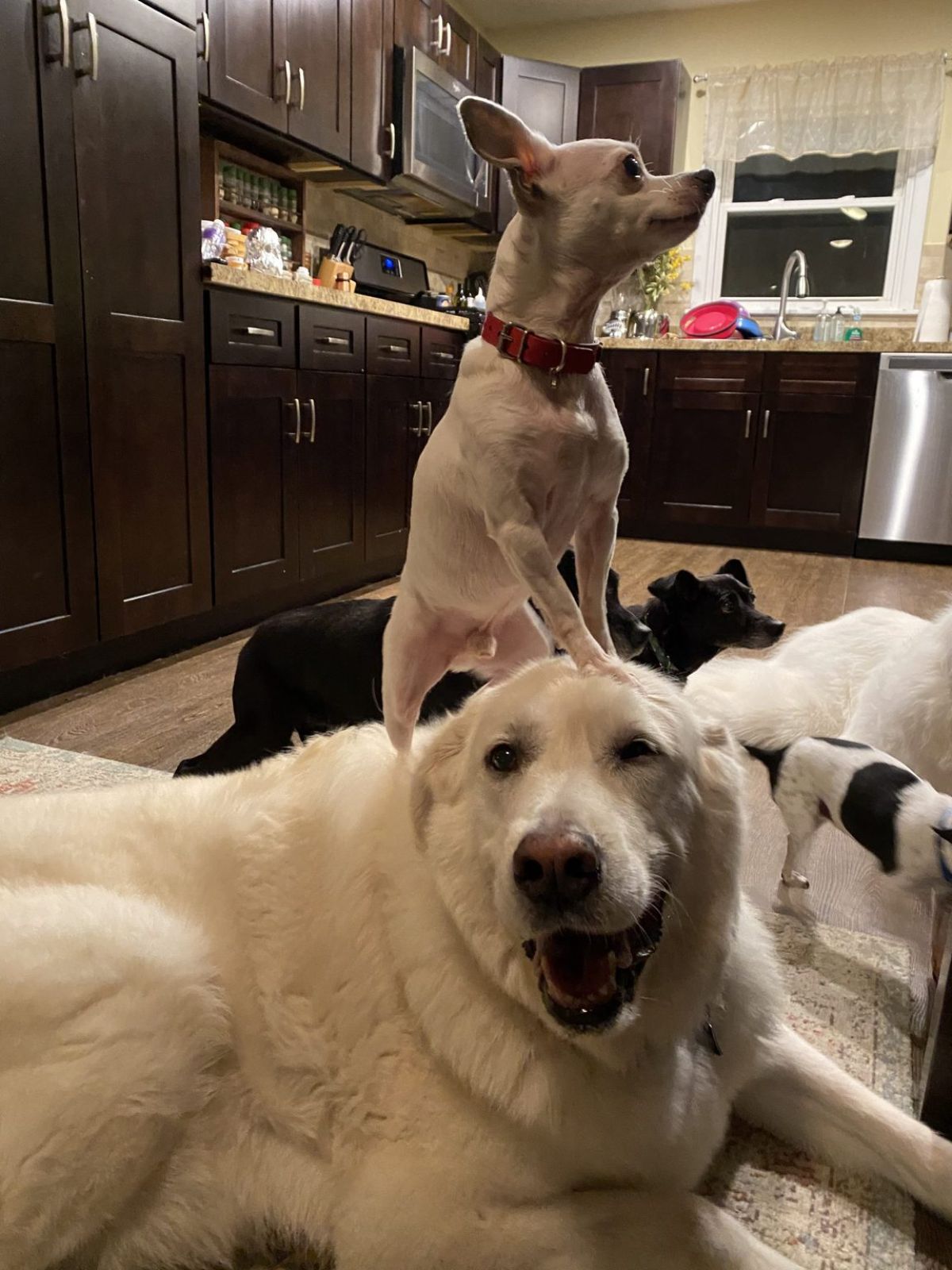 white chihuahua standing on the head of a fluffy white dog with 2 black dogs 1 white dog and 1 black and white dog behind them
