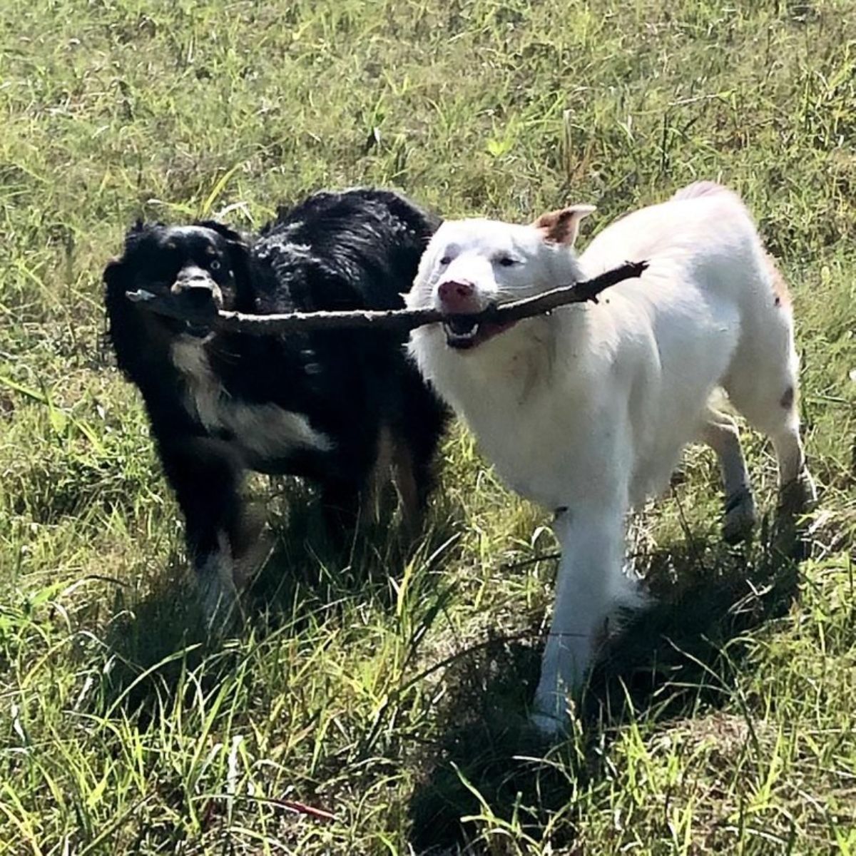 white dog and black and white dog holding a stick together