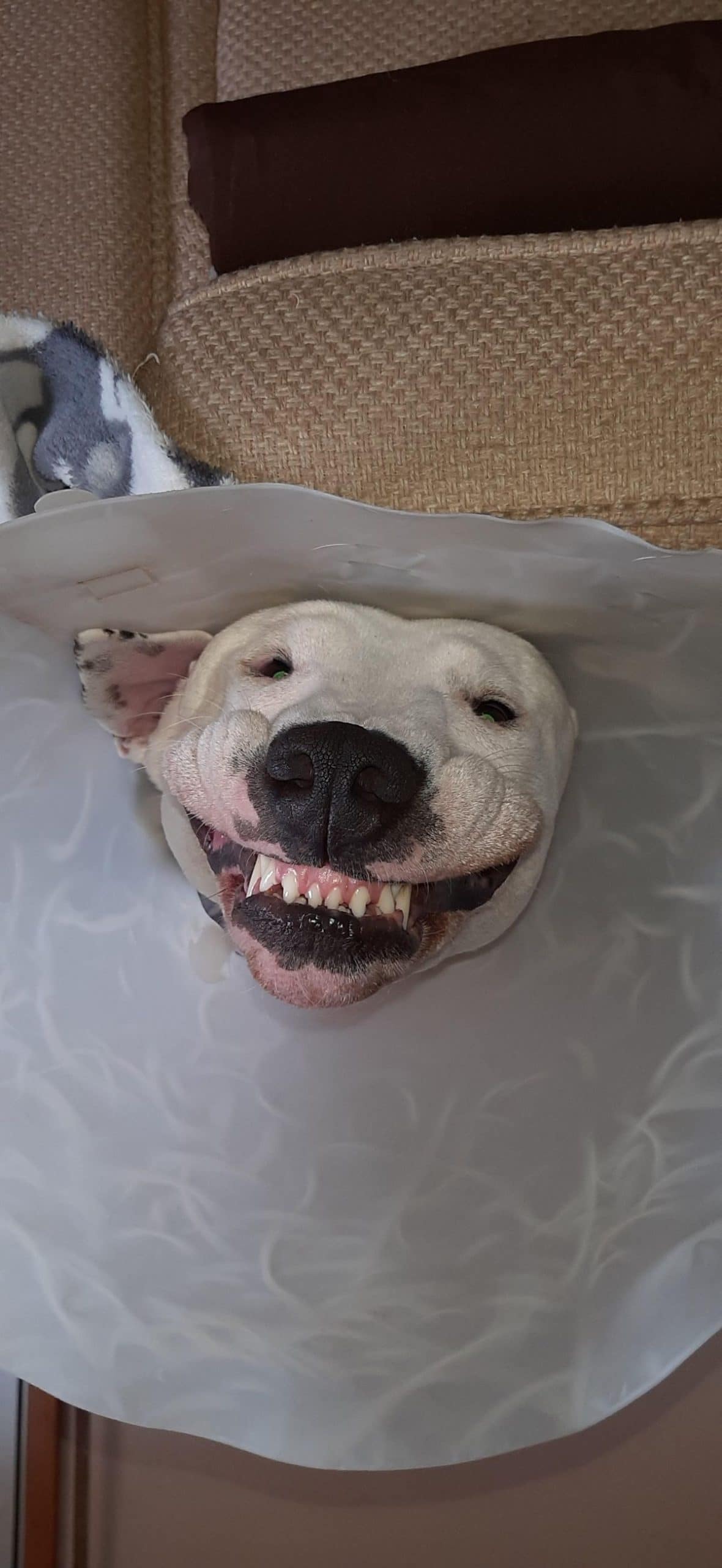 white dog grinning showing teeth while wearing a cone around the head
