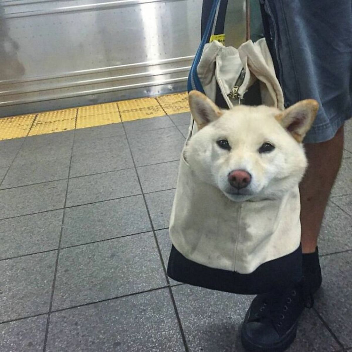 white dog in a black and white cloth bag with its head sticking out with the bag on the floor