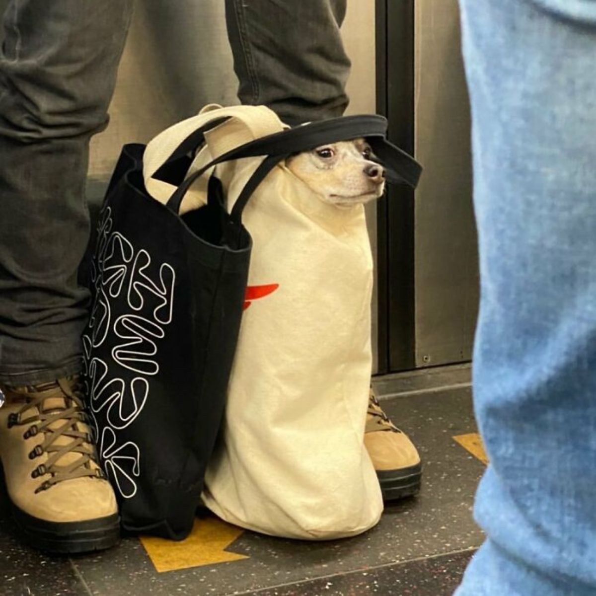 white dog in a white cloth bag on the floor with its head sticking out next to a black cloth bag kept between someone's feet