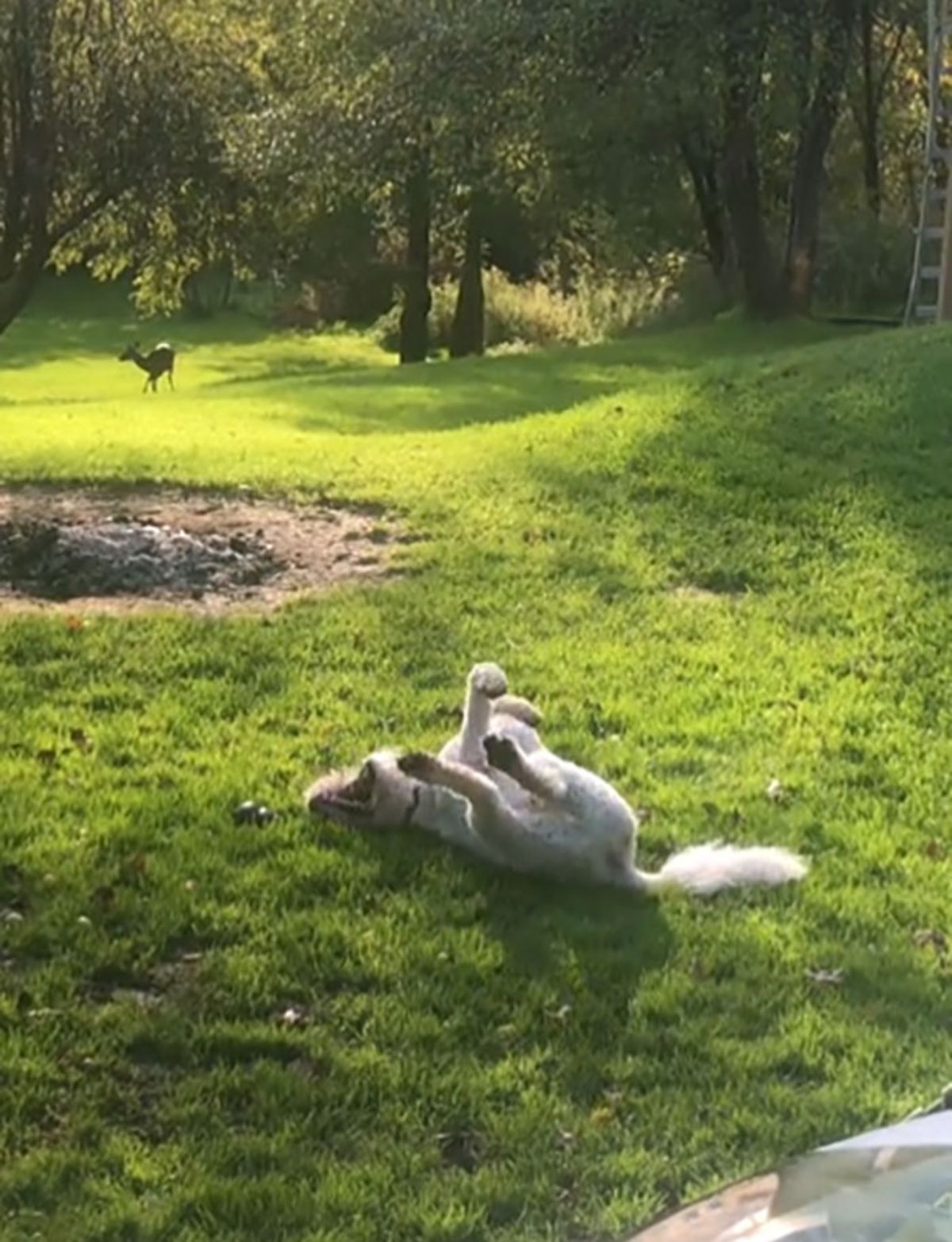white dog laying upside down on grass playing with a toy with a deer in the background