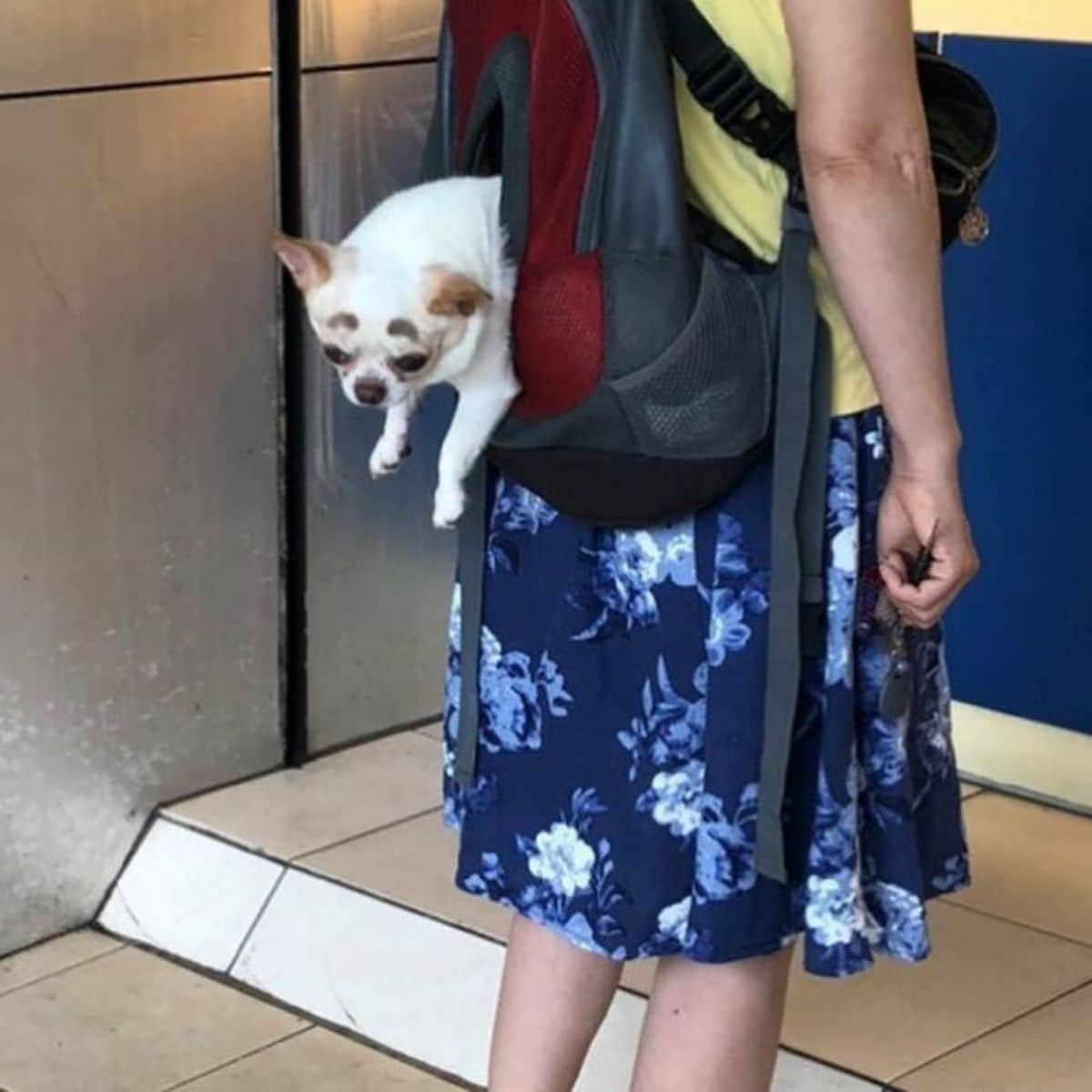 white dog sticking halfway out of a grey and red backpack being worn by someone