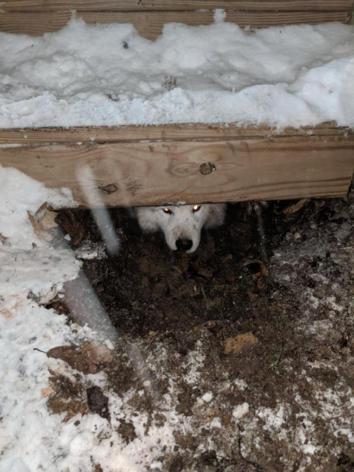 white dog with the face showing from under a wooden deck covered in snow