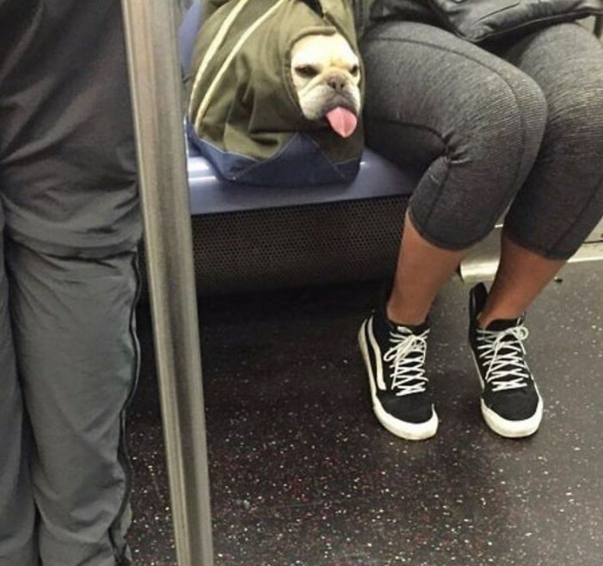 white dog's head sticking out of a green and blue bag on a plastic seat on public transport