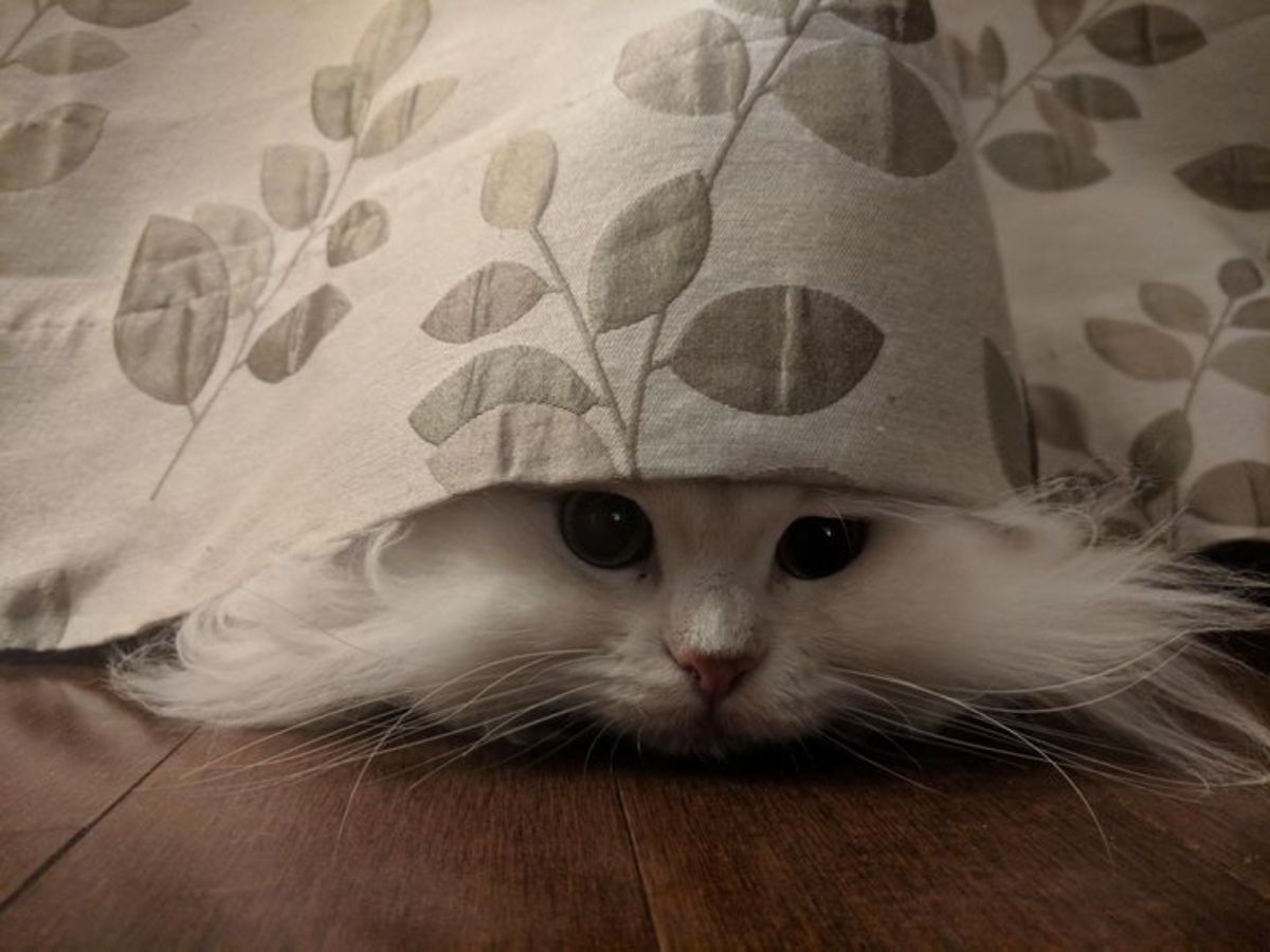 white fluffy cat hiding behind a white and gold curtain