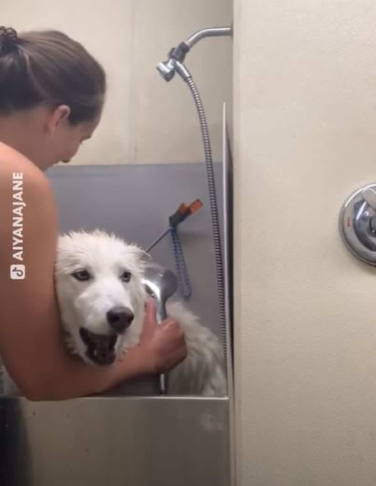 white fluffy dog getting a bath and howling