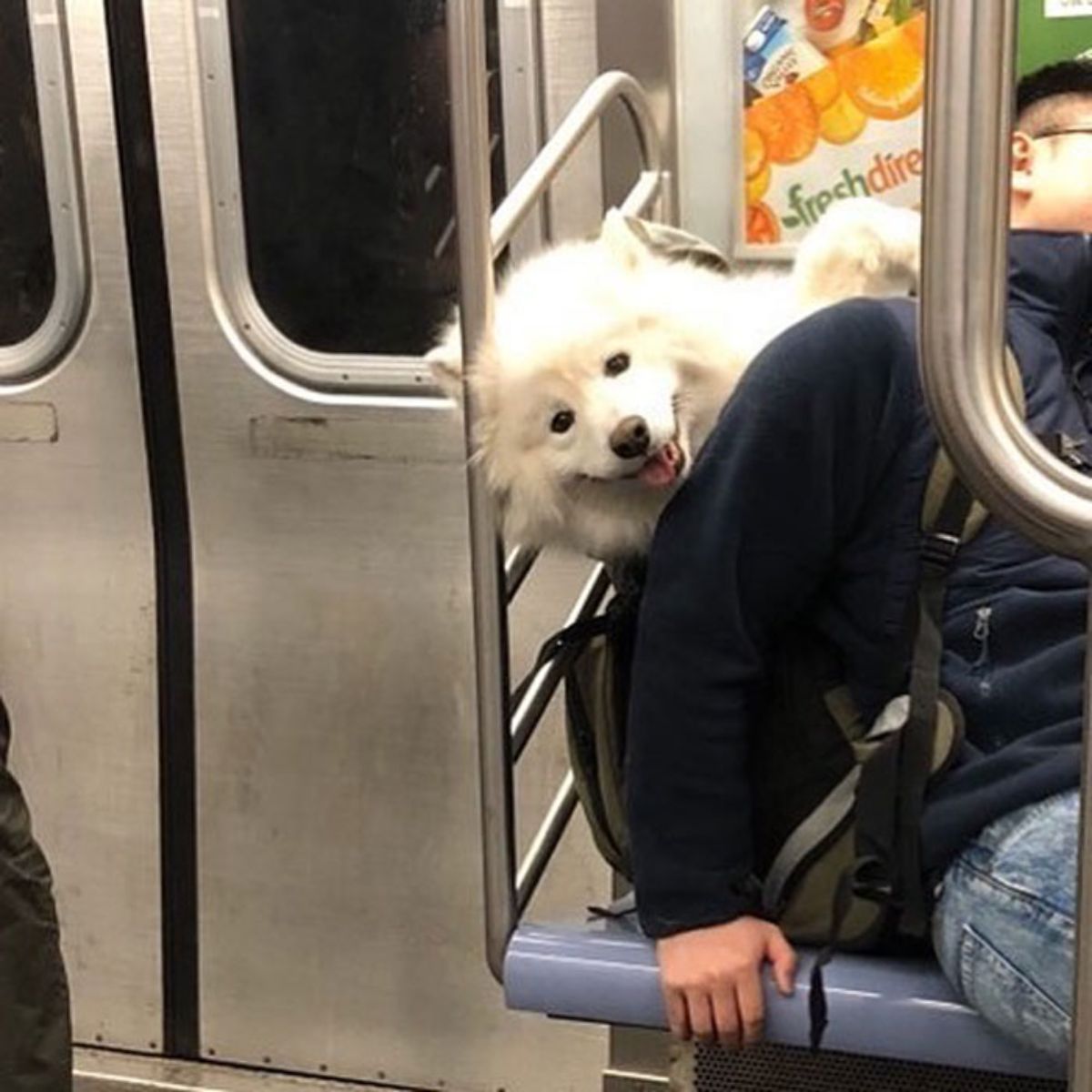 white fluffy dog in a backpack in a train with the owner sitting on a seat