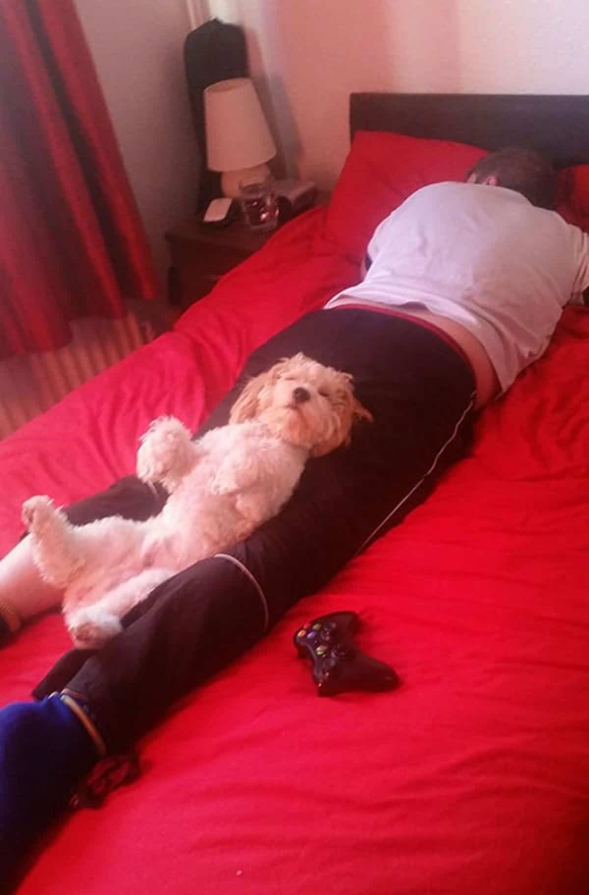 white fluffy dog laying and sleeping on a man sleeping belly down on a red bed