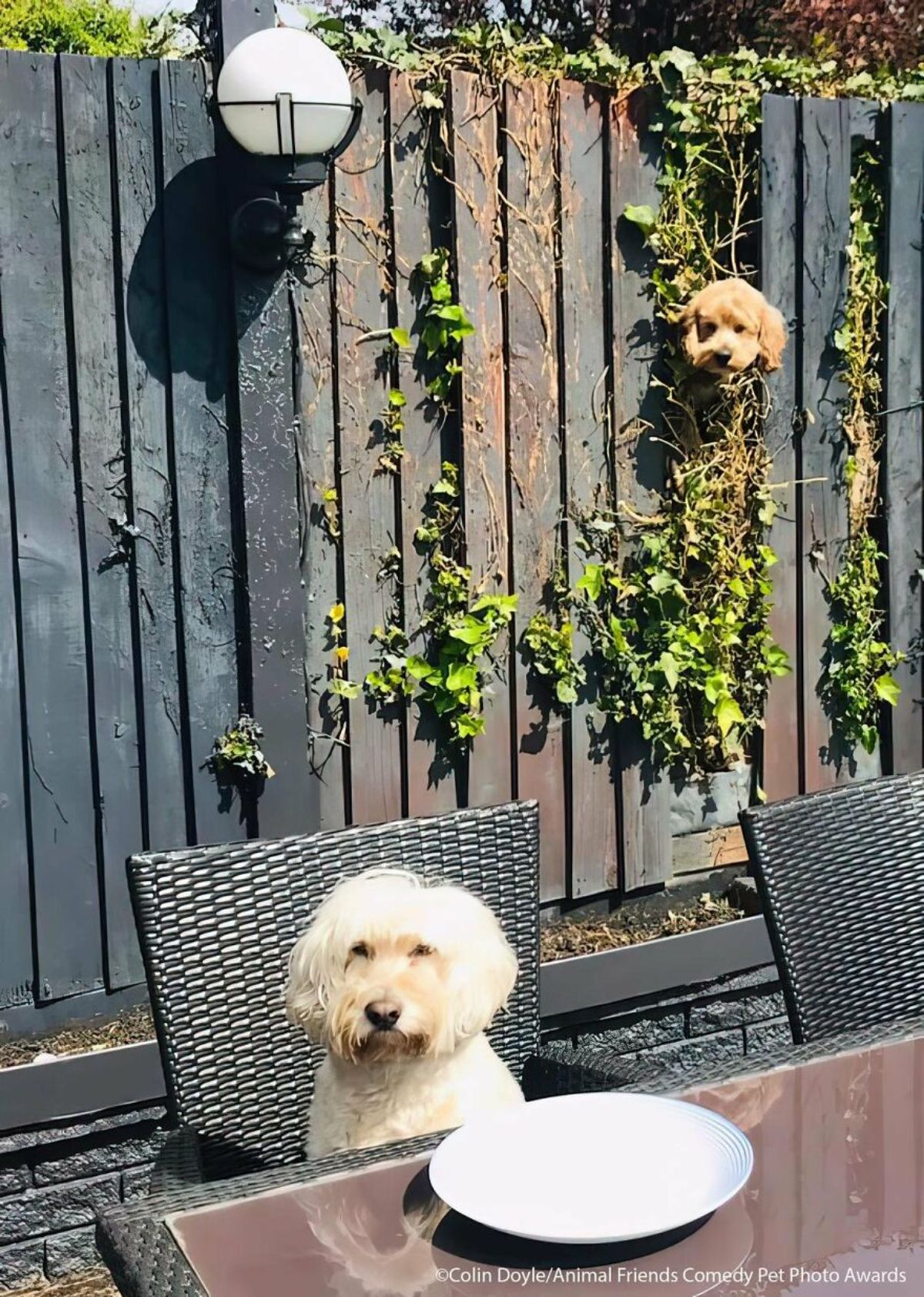 white fluffy dog sitting on a black chair at a table with a small fluffy brown dog sticking its head through a fence by some vines