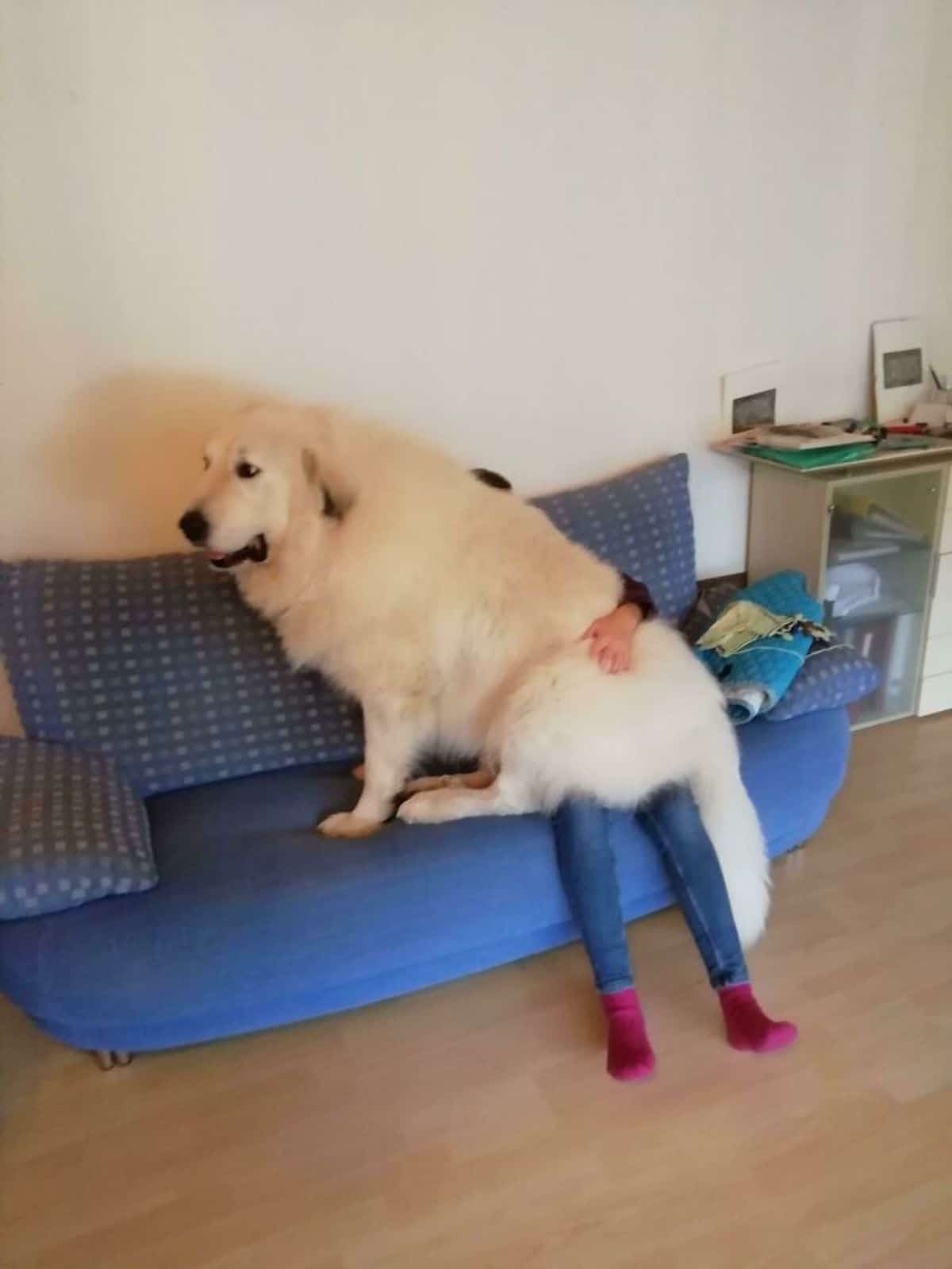 white fluffy dog sitting on a person on a blue couch