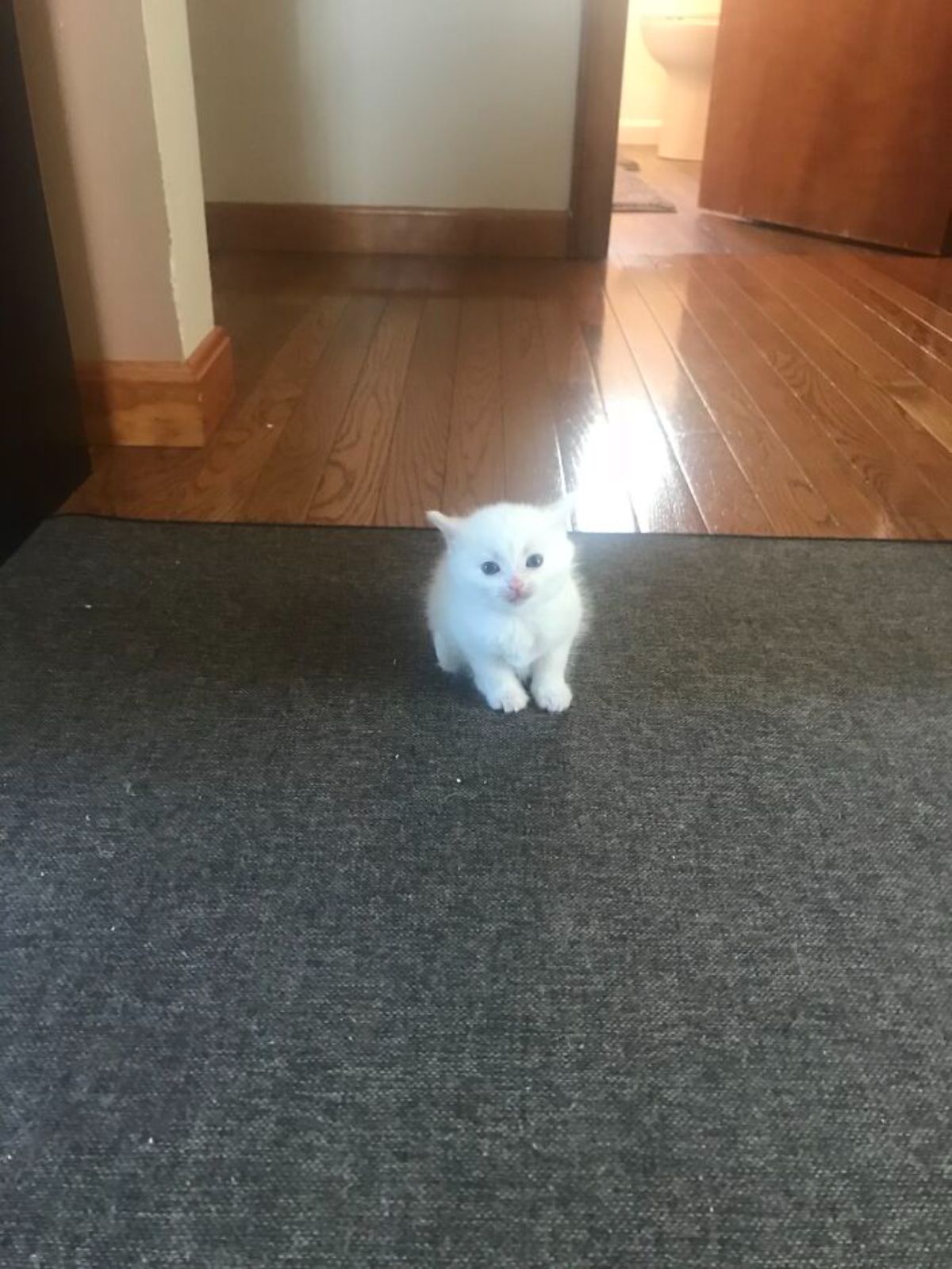 white fluffy kitten sitting on a black carpet
