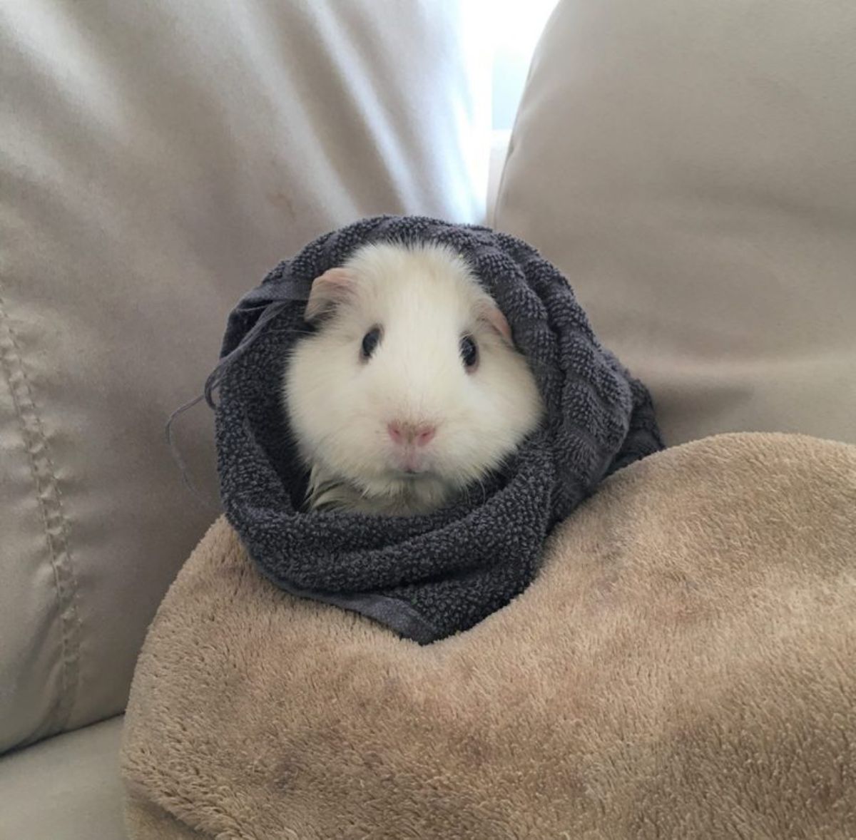 white guinea pig wrapped up in a black cloth sitting on a brown cushion