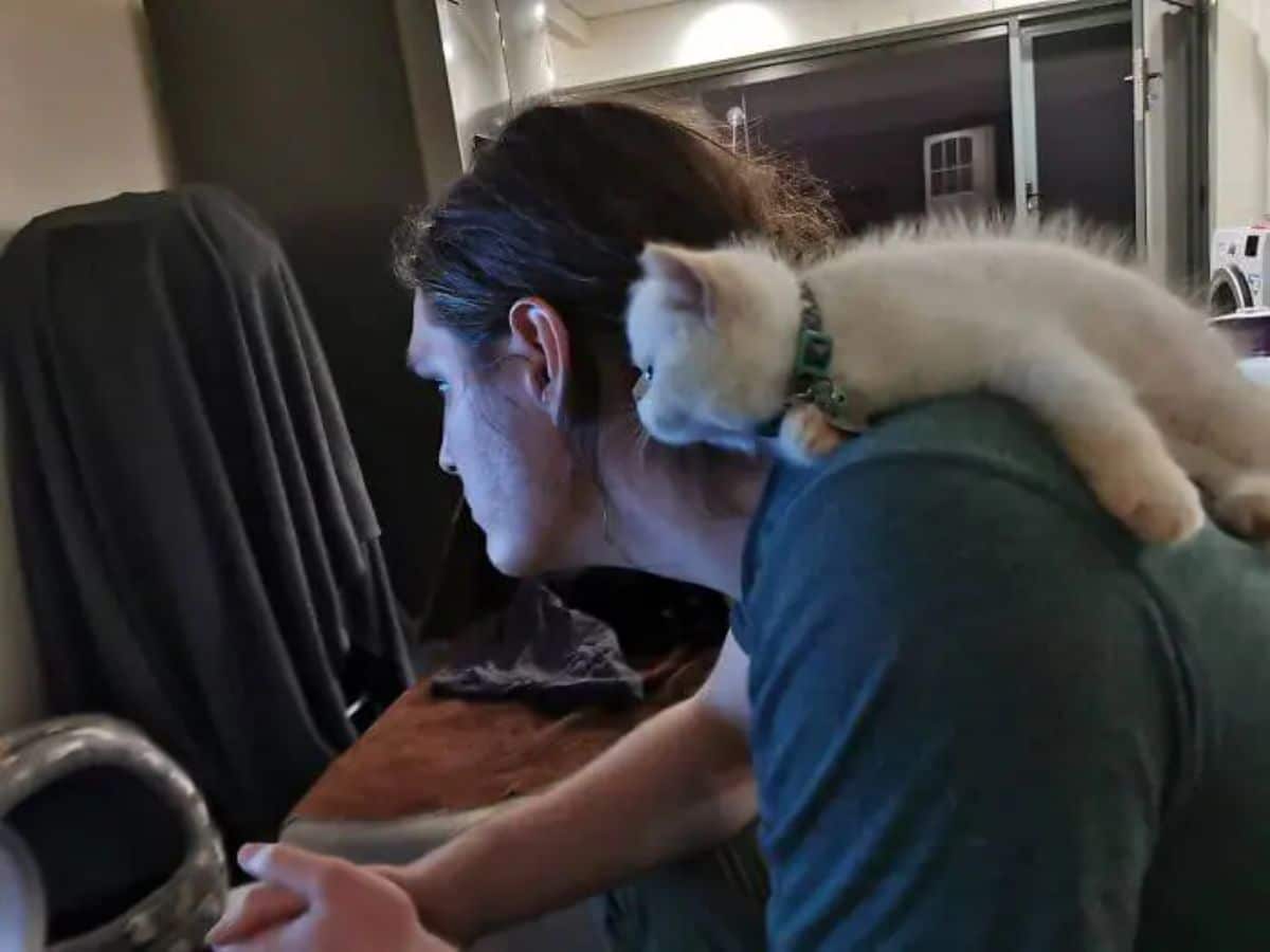 white kitten laying on the shoulder of a man